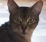 cat sitting West Chiltington