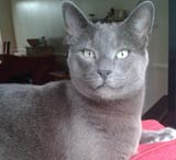 cat sitting Southwater