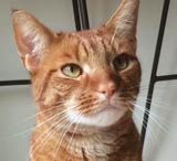 cat sitting Storrington