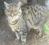cat sitting West Chiltington
