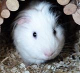Guinea Pig pet sitting Pulborough