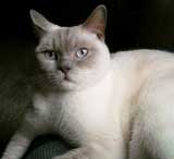 cat sitting Ashurst