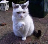 cat sitting steyning