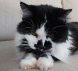 cat sitting Southwater