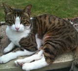 cat sitting ashington