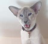 cat sitting Steyning