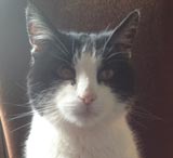 cat sitting Steyning