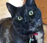 cat sitting Storrington