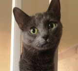 cat sitting Storrington