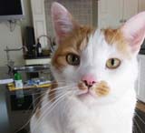 cat sitting Storrington